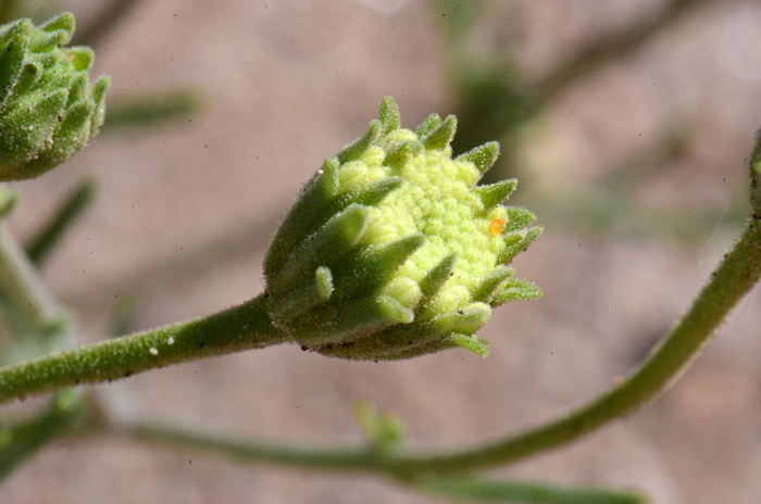 Phyllaries on Esteve’s Pincushion are linear, narrowly tapered and hairy glandular, often cobwebby looking. Chaenactis stevioides 